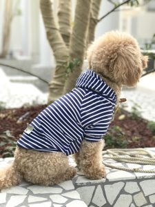 モデル犬:トイ・プードル / ♀ / 4kg 着用:MAX BONE【Harbor Small Stripe Hoodi】Mサイズ